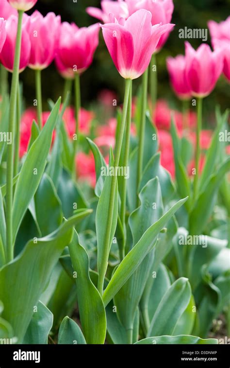 Rose Tulips in a beautiful garden Stock Photo - Alamy