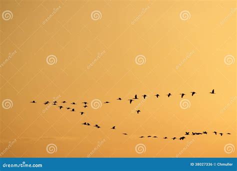 Birds Flying in a V Formation Stock Photo - Image of flying, birds: 38027336