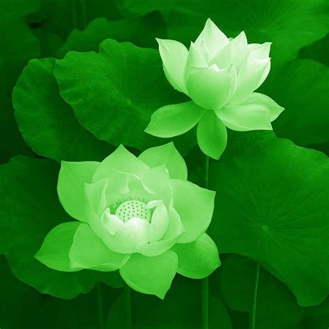 green lotus flower - Google Search | Kebun bunga, Bunga teratai, Bunga