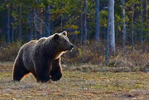 Dangerous Animals In Norway (A Complete Guide To Norway's Wildlife ...