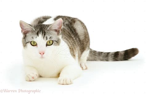 Silver Tabby-and-white cat photo WP27795