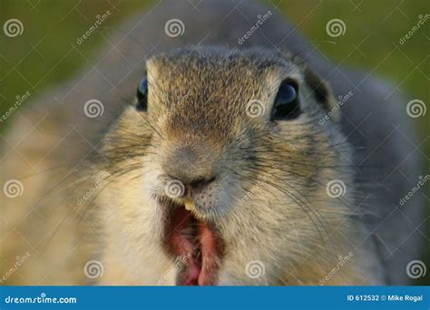 Funny Gopher Face stock photo. Image of ground, animal - 612532