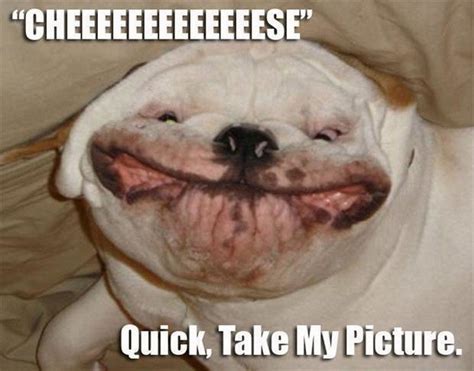 The Funniest Animal Memes - The Best Animal Memes