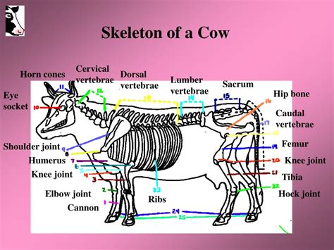 PPT - Skeletal System of a Cow Written by Daniel Hunnicutt PowerPoint Presentation - ID:6682218