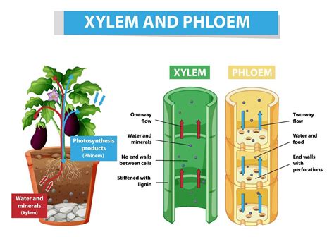 Diagram showing xylem and phloem in plant 7204544 Vector Art at Vecteezy