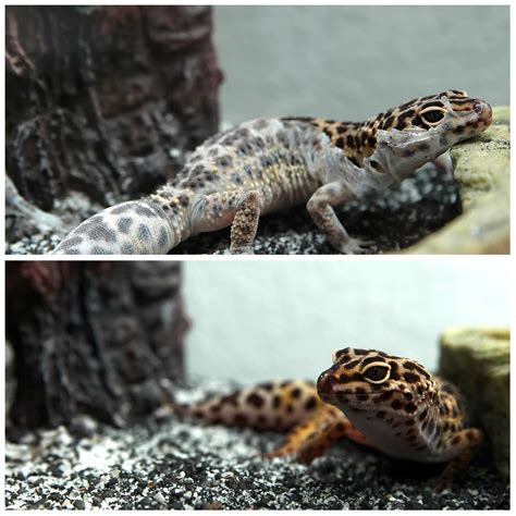 Leopard Gecko Shedding 101: Symptoms, Problems & Behavior - More Reptiles