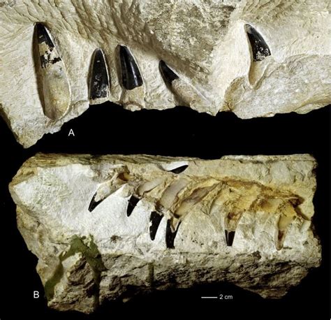 150-million-year-old sea-monster fossil found in Poland