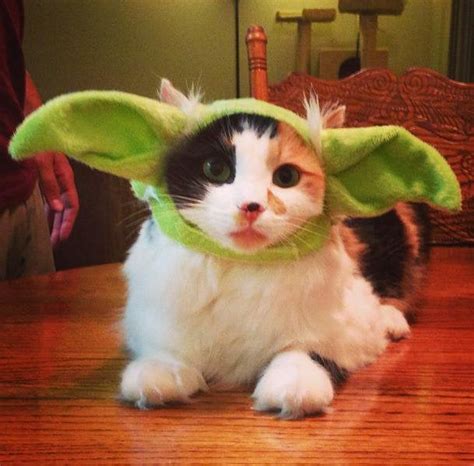 Yoda Cat : cats