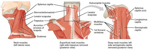 Axial Muscles of the Head, Neck, and Back | Anatomy and Physiology I