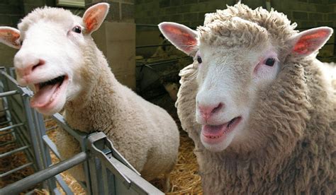 On this day in 1997: Dolly the sheep became the first cloned mammal ...