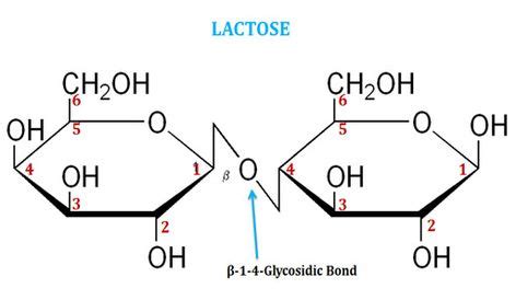 Disaccharides: Properties, Structure, Formation and Examples (Short Lecture Notes) | Lectures ...