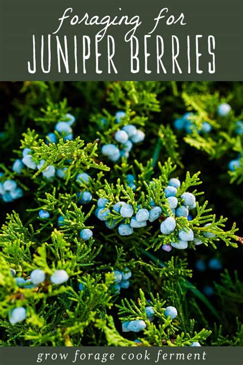 Foraging Juniper Berries for Food and Medicine • Air Gun Maniac