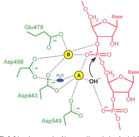 Figure 2 from RNase H activity: structure, specificity, and function in reverse transcription ...