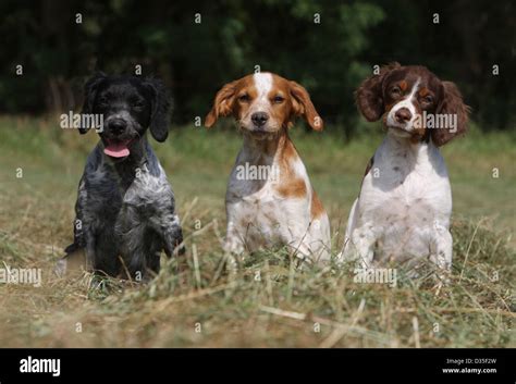 Dog Brittany Spaniel / Epagneul breton three puppies different colors Stock Photo: 53596673 - Alamy