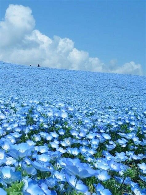 Blue flower field Japan | 꽃