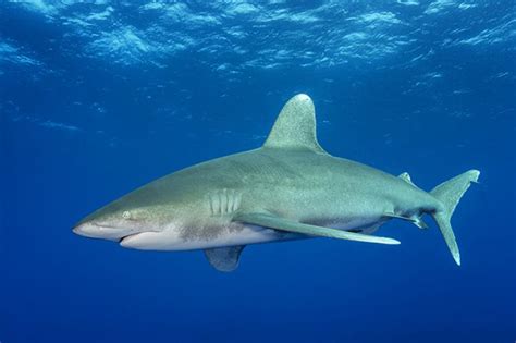 Oceanic Whitetip Shark Facts, Habitat, Diet, Life Cycle, Pictures