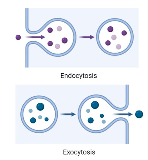 Vesicular Transport - Rethink Biology Notes - Cell Biology