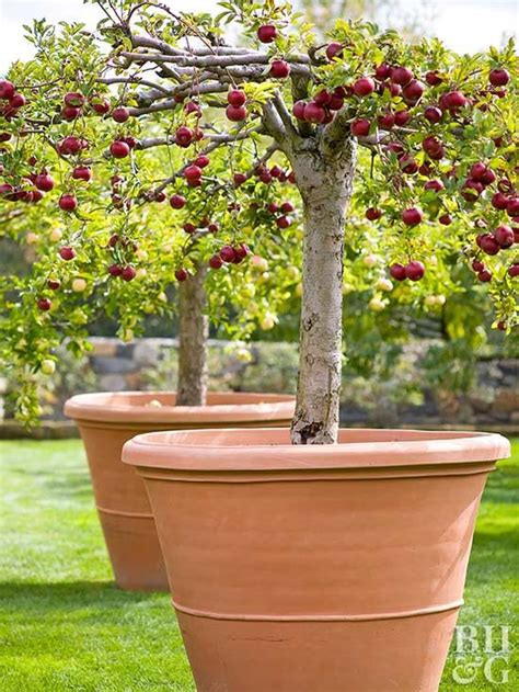 Dwarf Apple Trees - Twin Fruit