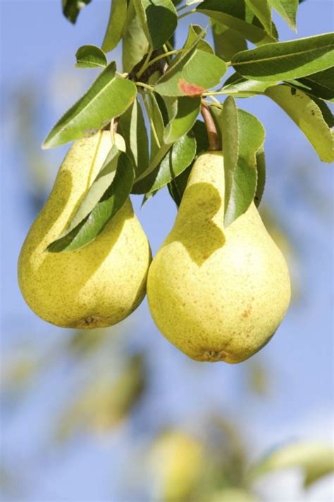 The Ultimate Guide to Caring for a Pear Tree