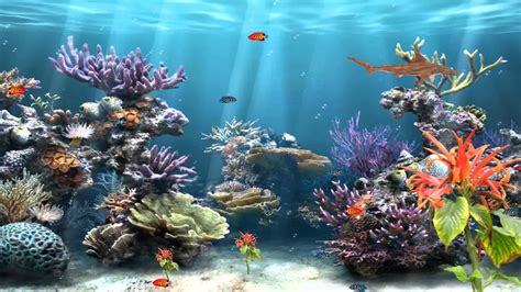 Animated Coral Reef Wallpaper - WallpaperSafari