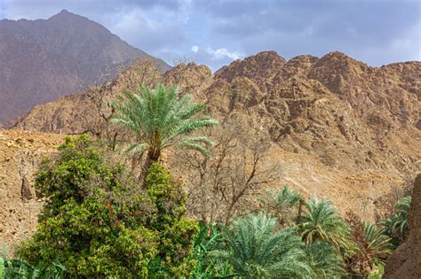 Fujairah Pictures | Download Free Images on Unsplash