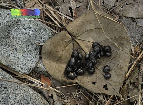 Celebrating Singapore's BioDiversity!: What does civet cat poop look like?