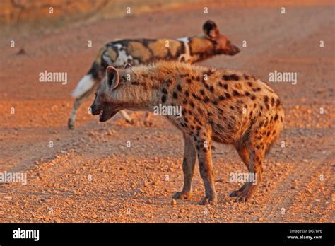 Hyena hunt hi-res stock photography and images - Alamy