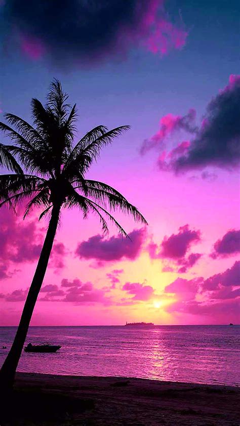 1920x1080px, 1080P free download | Pink tropical sunset, palm trees, pink, sunset, tropical, HD ...