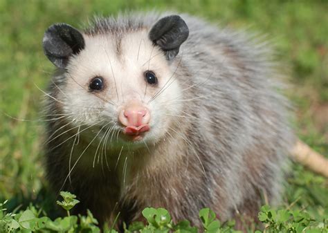 Virginia Opossum | Alexandria Zoo