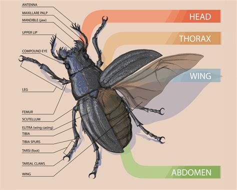 Insect Anatomy, external anatomy of insects with picture & internal insect anatomy