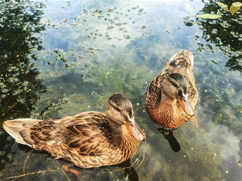 Wetlands Birds Survey - Lake District Luxury Lodges