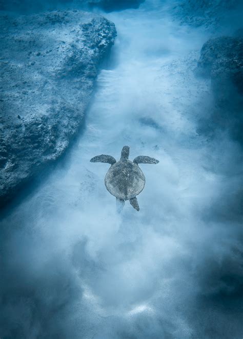 Turtle Swimming Underwater · Free Stock Photo