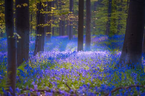 This magical forest in Belgium is covered in blue flowers in spring