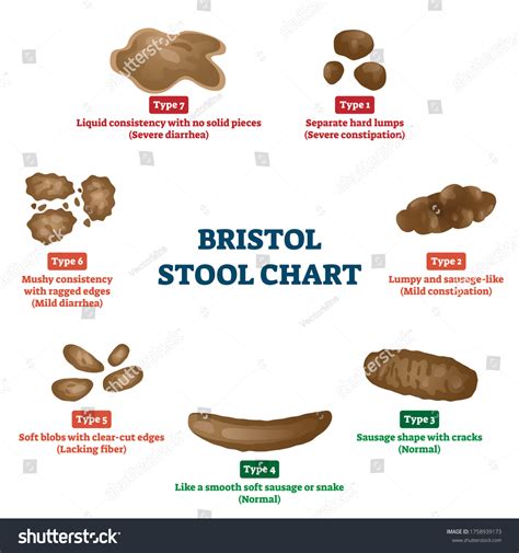 Bristol Stool Chart Tool Faeces Type Stock Vector (Royalty Free ...