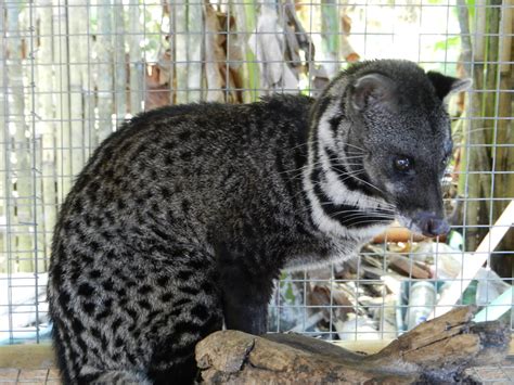 Civet Cat Poop Coffee - World's Most Expensive Coffee