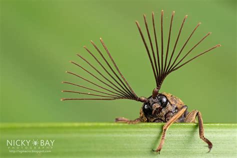 Macro Photographs of Singapore’s Most Unusual Insects and Arachnids by Nicky Bay | Colossal