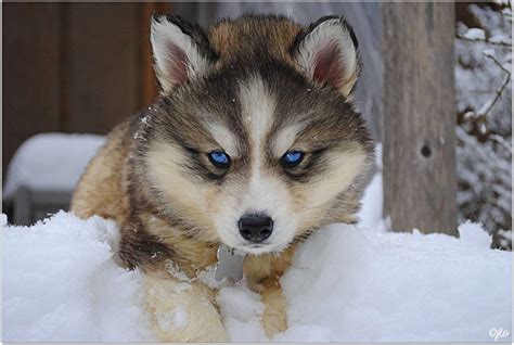 siberian husky wolf mix