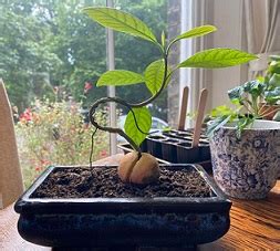 How to Grow an Avocado Bonsai | Growing & Care Guide