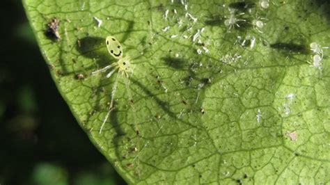 Happy Face Spider l Smiling Arachnid - Our Breathing Planet