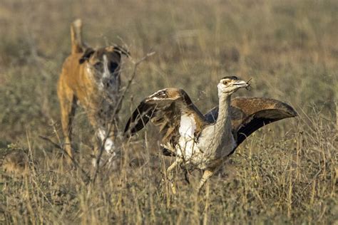 On the Edge: Saga of the Great Indian Bustard | RoundGlass | Sustain