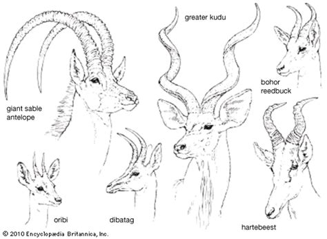 Antelope | Types, Characteristics, Adaptations, Mammal, African Plains, Horns | Britannica