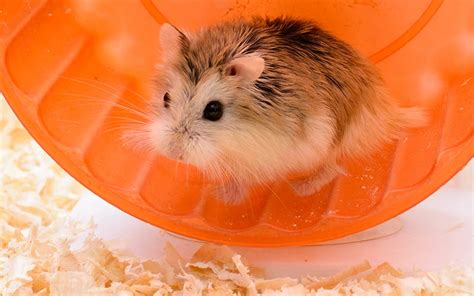 The Big Hamster Toy Review - The Best Toys For Hamsters