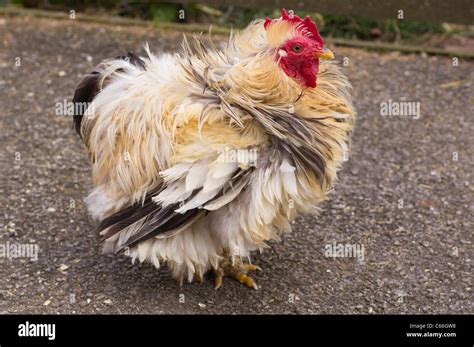 Bantam Cochin Chicken - Barred Cochin Bantam Chicks - Featherside's greeting committee was chief ...