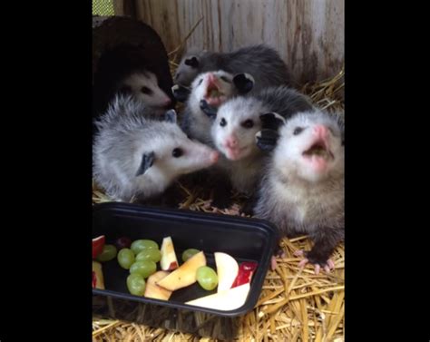 Baby Opossums Eating Fruit: Video | TIME