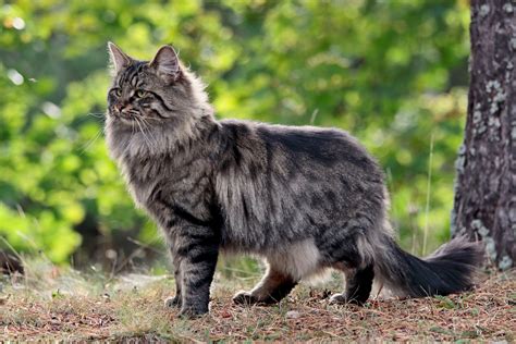 Norwegian Forest Cat: Breed Profile, Characteristics & Care