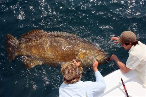 Is The Atlantic Goliath Grouper Endangered?