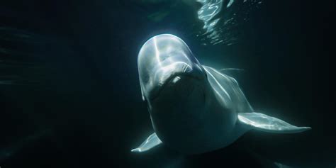 14 fascinating facts about beluga whales | Travel Manitoba