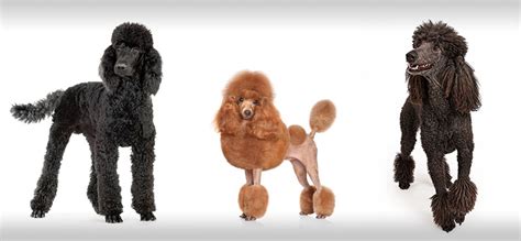 Poodle Haircuts & Styles - Expert Groomer Explains