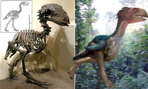 Giant prehistoric 'terror bird' once thought to be a ruthless predator was actually a VEGETARIAN ...