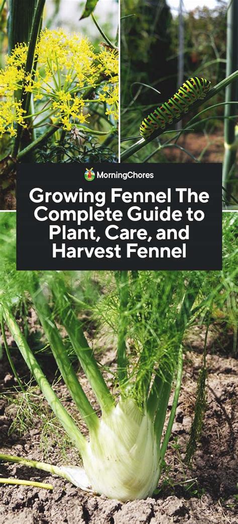 Growing Fennel: The Complete Guide to Plant, Care, and Harvest Fennel